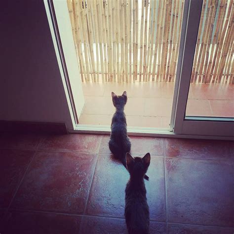 Image result for How to Make C Pattern in JavaScript