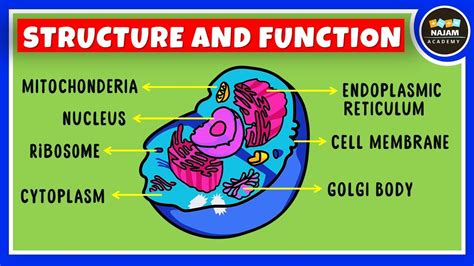 Cell Organelles And Functions Organelle Definition And Examples