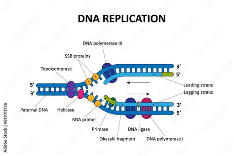 Image result for DNA Replication Process