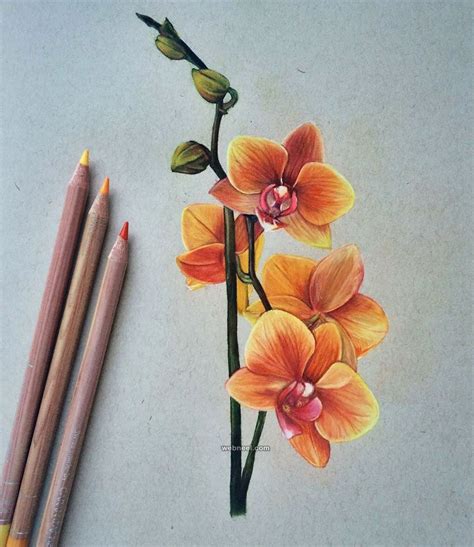 Afbeeldingsresultaten voor Flower Pencil Art Tutorials