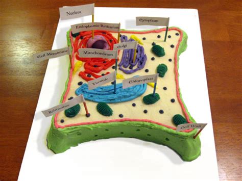 Image result for 3D Plant Cell Model