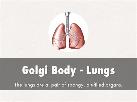 Image result for HTML CSS JavaScript Human Body Analogy