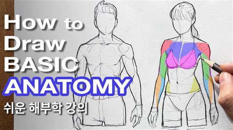 Image result for Anatomy Drawing