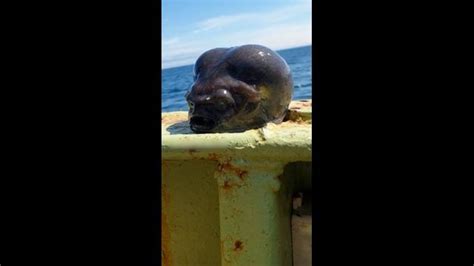 Image result for Alien Animals