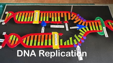 Image result for DNA Replication Model