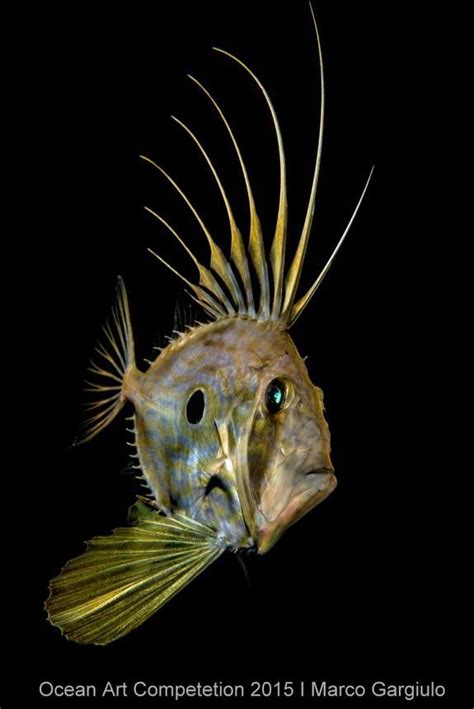 Image result for Alien Animals