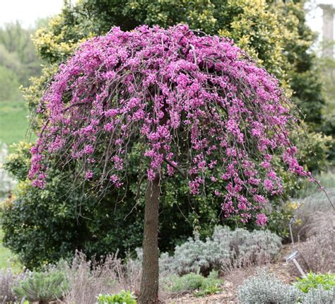 Best Outdoor Dwarf Trees at Erika Nelson blog