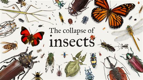 Image result for Classifying Insects