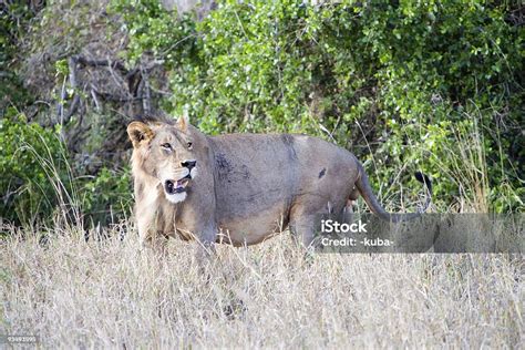 Image result for Lion Images
