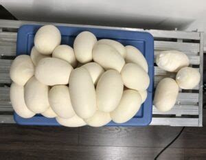 Image result for Python Brooding