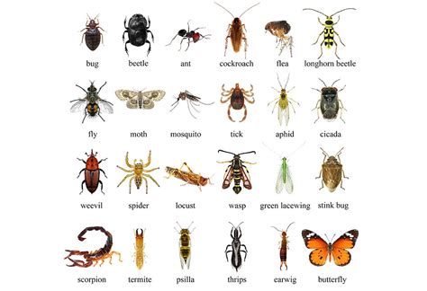 Image result for Classifying Insects