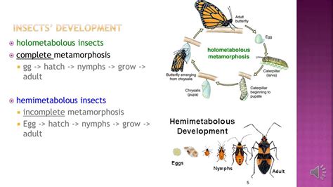 Image result for Development Insect