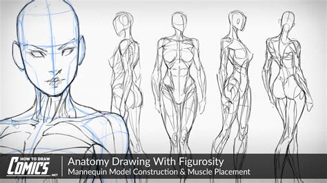 Image result for Anatomy Drawing
