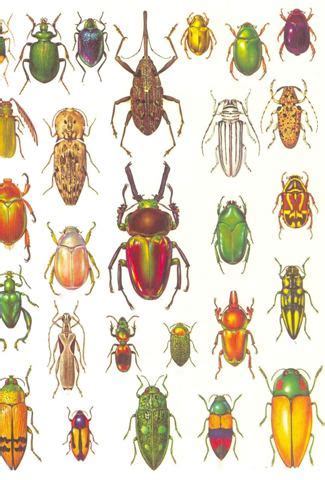 Image result for Classifying Insects
