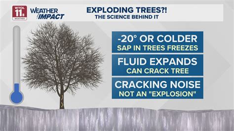 Image result for Explosive Tree Exploding