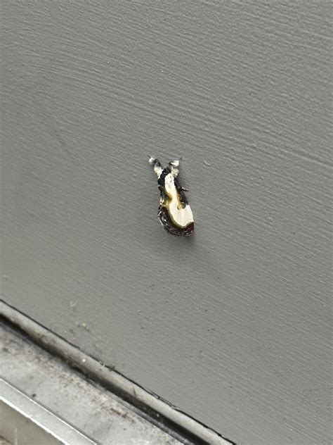 Image result for Alien Moth