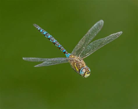 Colorful dragonfly flying in nature · Free Stock Photo