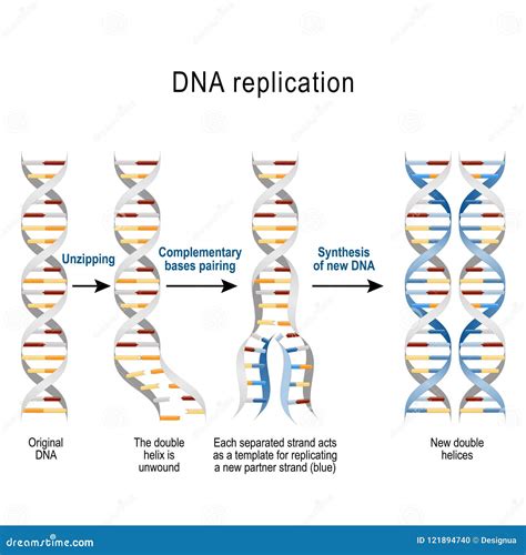 Dna Replication Steps