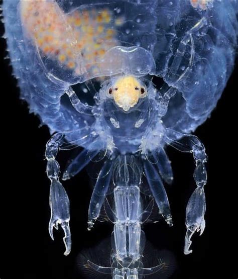 Image result for Alien Animals