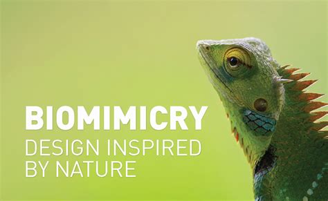 Image result for Biomimicry