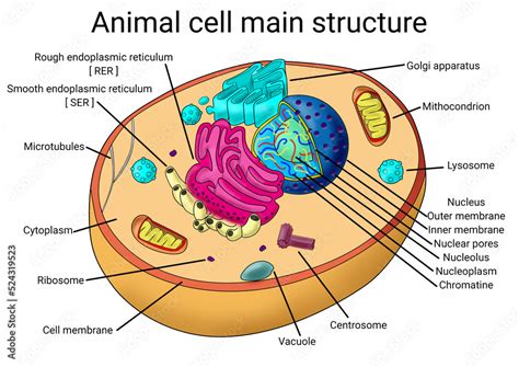 Printable chart Science Cytology biology animal cell structure diagram ...