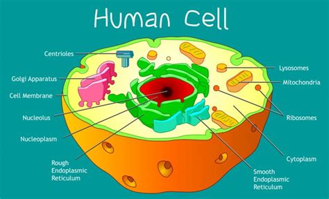 Image result for Cell Biology Definition