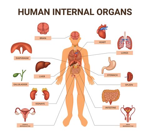 Human Body Systems Organs