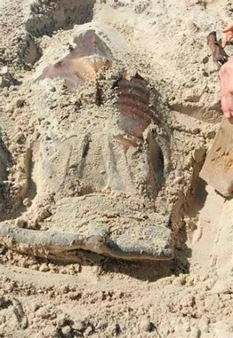 Alien Found On Beach に対する画像結果