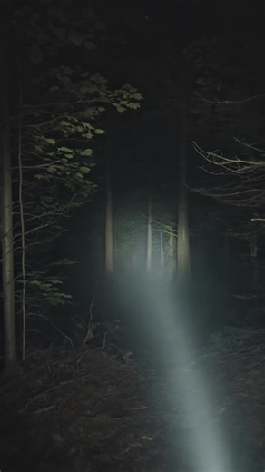 Mysterious Forest Creature Encounter