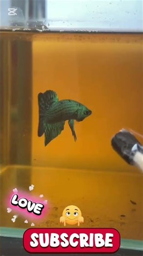 Alien bettafish training #bettalovers #betta #bettafishbreeding #bettafish #breedingbettafish