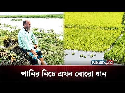 ভারি বৃষ্টি ও পাহাড়ি ঢলে তলিয়েছে হাওরের ধান | Agriculture | NEWS24