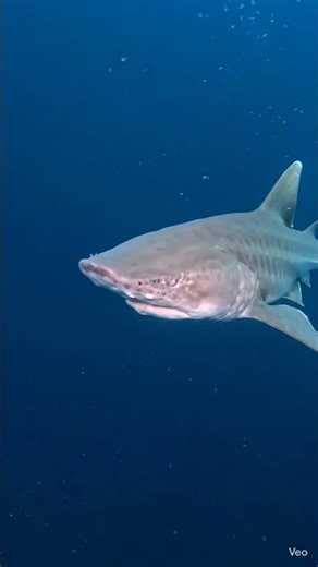 Scariest Deep Sea Fish You Won’t Believe Exist 😳”