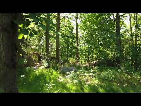 Is Python the future of web development?