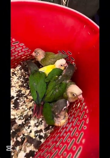 Lalukhet Sunday Birds Market Update #shortsfeed #trending #viralvideo #pakistan #birds