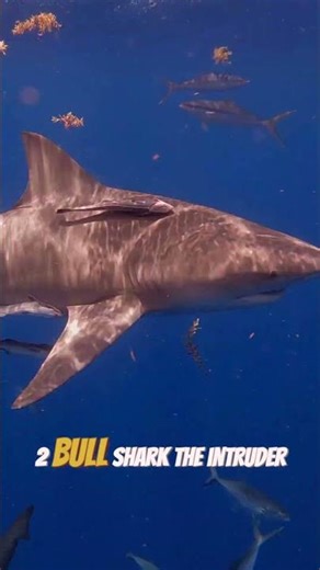 "Great White is ONLY Tier 2?! 😱 Ocean Deadliness Ranking #Shorts"