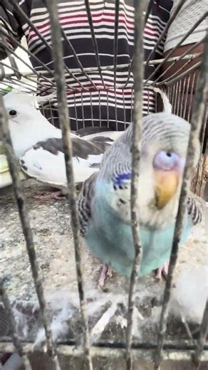 Lalukhet Birds Market Update #shortsfeed #trending #viralvideo #pakistan #birds