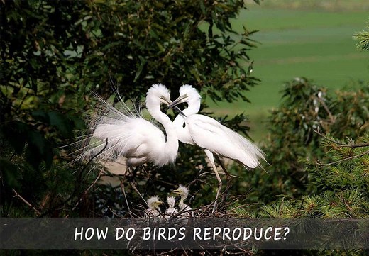 Do Birds Have Sex? How Birds Reproduce & Mate Explained
