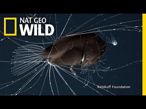 First-Ever Footage of Deep-Sea Anglerfish Mating Pair | Nat Geo Wild