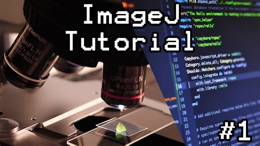 How to batch process Z-stacks in ImageJ for research and microscopy