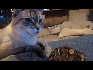 Cat And Snakes Friends?