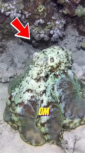 The Alien of the Oceans #shorts