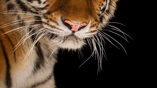 Siberian Tiger | National Geographic