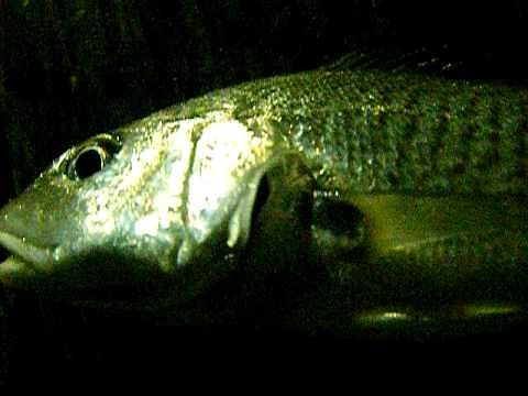 Atlantic Croaker Croaking