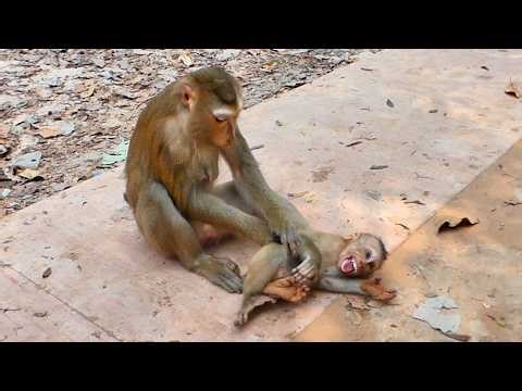 Jacee do love Family Luna . Esp When Luna Discipline to Lynx . Instantly come to look after Lynx !