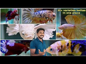 3000plus exotic bettas in one place | betta farm tour | தமிழ்