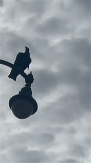 Just hanging out with my alien vulture, BFF. Hope you guys like birds cause you’re gonna see a lot of of them. Really soon. But these birds are mine you can’t have them. 😜👽#birds#alien birds#alien dragonflies#alien flies#insects#black vulture | Theuniverse1969a