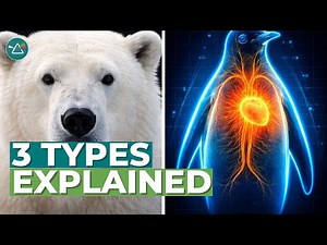 The 3 Types of Animal Adaptations Explained