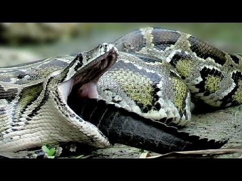 Dangerous Invaders 02 - Python eats Alligator