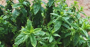 Growing Mint: How to Plant, Grow, and Take Care of Mint