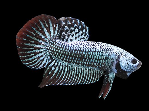 The Complete Alien Betta Care Guide